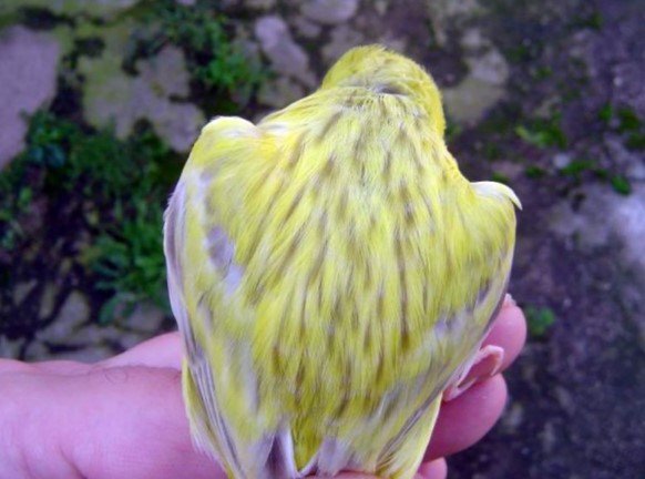 espalda de canario eumo amarillo intenso