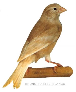 Canario bruno pastel