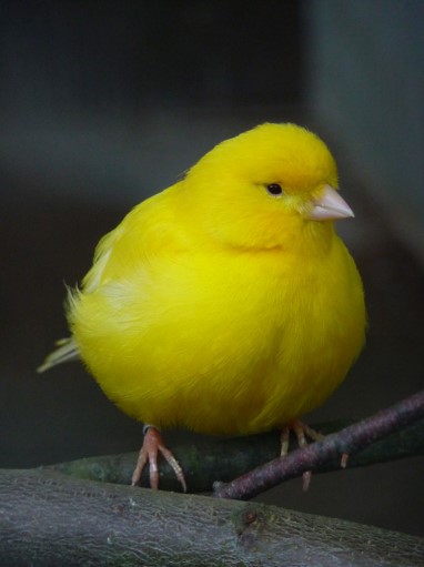 canario amarillo gordo