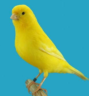 canario amarillo intenso