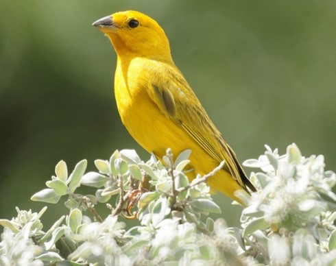 canario amarillo silvestre