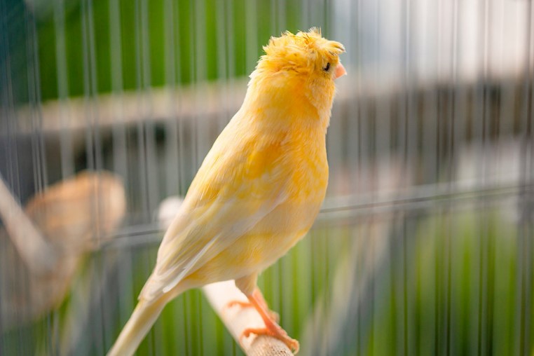 canario naranja nevado