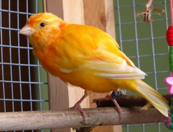 canario naranja y blanco