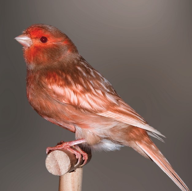 Canario Phaeo rojo