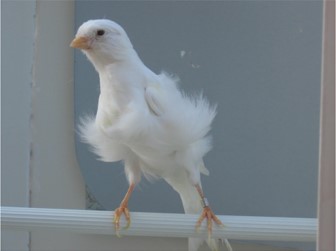 canario rizado del norte blanco