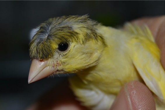 cabeza de canario rizado fiorino