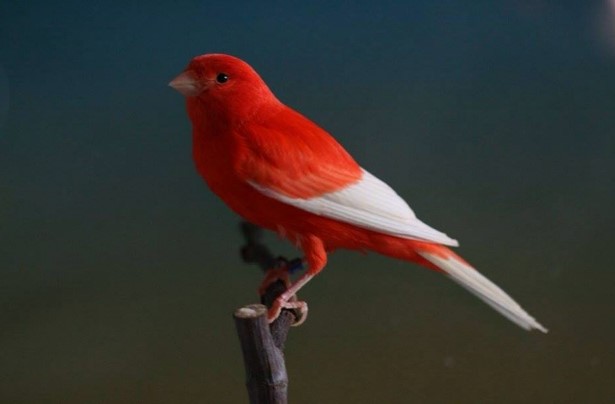 canario-rojo-alas-blancas