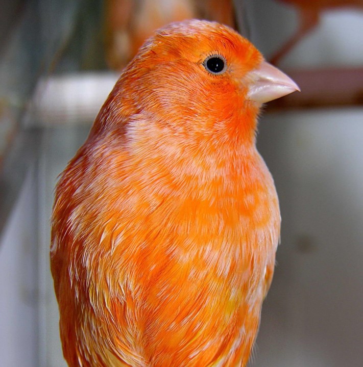 canario rojo nevado