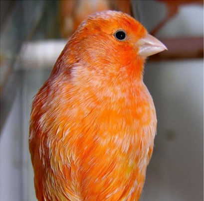 canario roller harz naranja