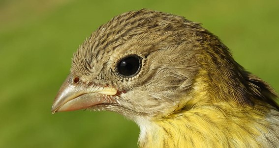 cabeza de canario timbrado