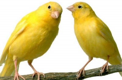 dos canarios malinois amarillos