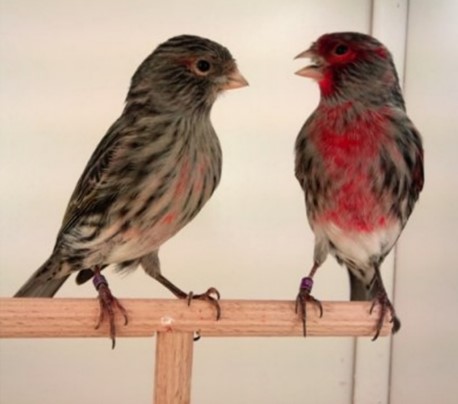 canario mosaico negro y rojo