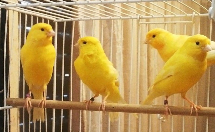 grupo de canarios roller harz amarillos
