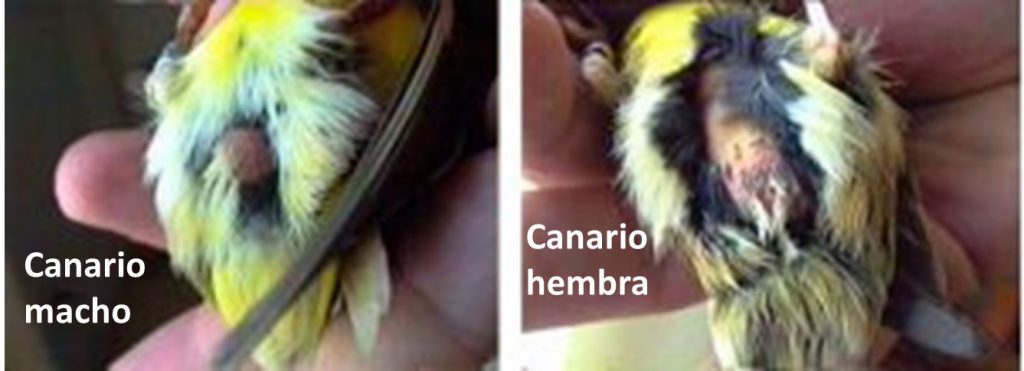 cloaca de canario macho y hembra