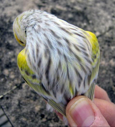 espalda canario eumo amarillo