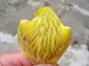 detalle de la espalda de canario isabela amarillo
