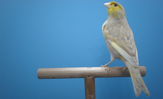 canario jaspe amarillo mosaico simple dilución