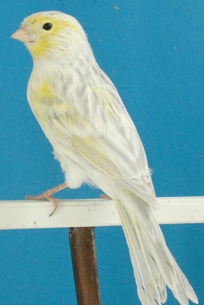 Canario opal amarillo