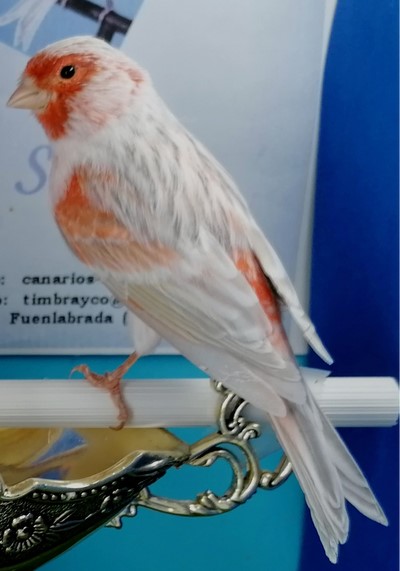 Canario Opal rojo mosaico