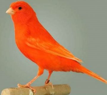 canario rojo