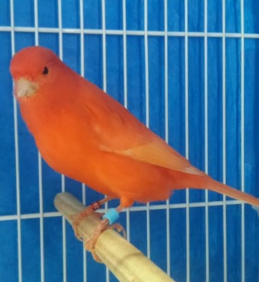 canario rojo marfil