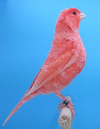 canario rojo nevado