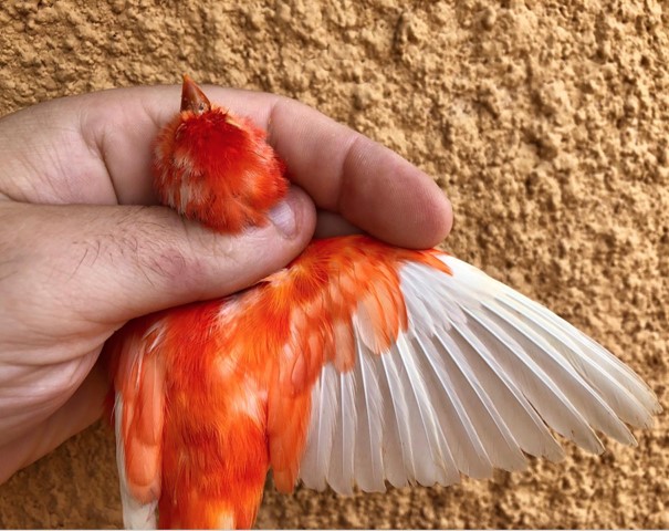 canario pico rojo