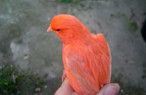 canario satine rojo