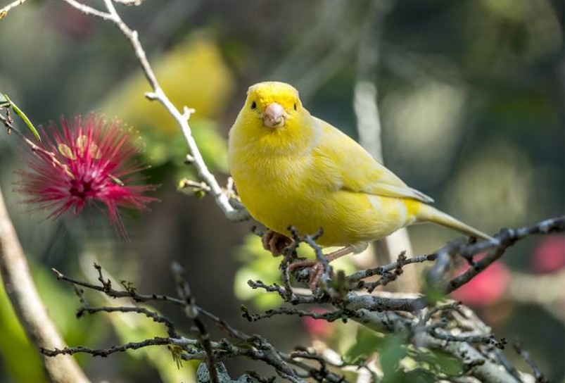 canario timbrado amarillo