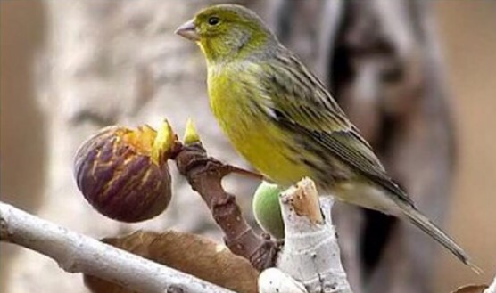 canario timbrado español amarillo