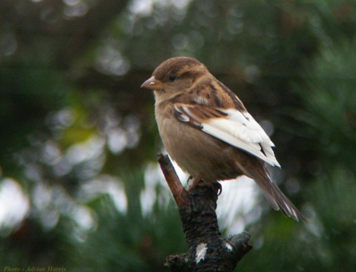 canario timbrado marron pio