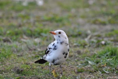 canario timbrado español pio vaca