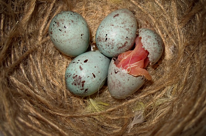 nido con huevo de canario naciendo
