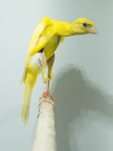 Gibber amarillo en cursiva