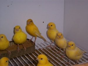 canarios fife fancy amarillos