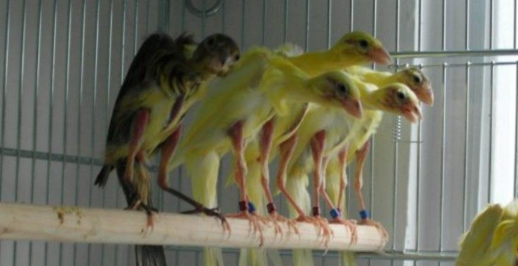 grupo canarios melados