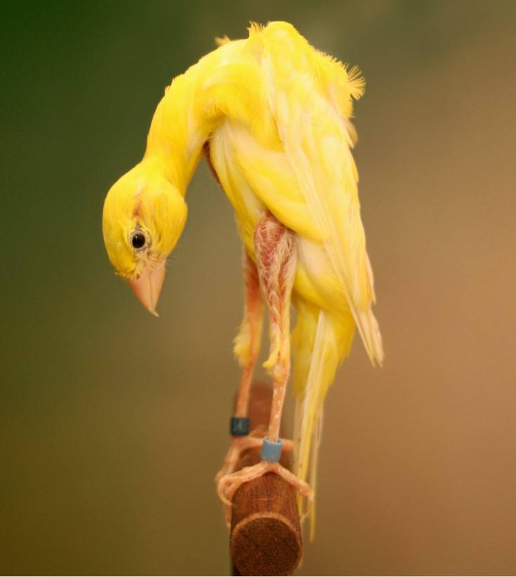 canario giboso español