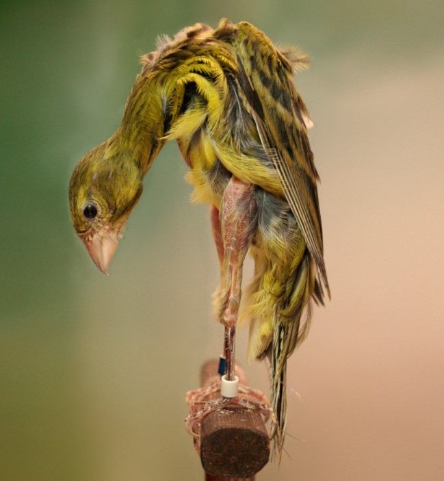 canario giboso español