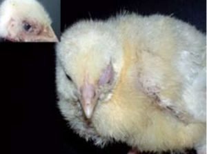 aspergilosis ocular en aves