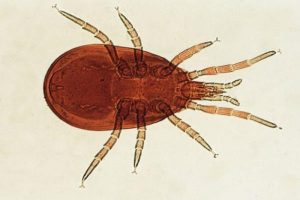 acaro sternostoma canarios