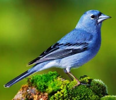 pinzon azul, fringilla teydea o falso canario azul