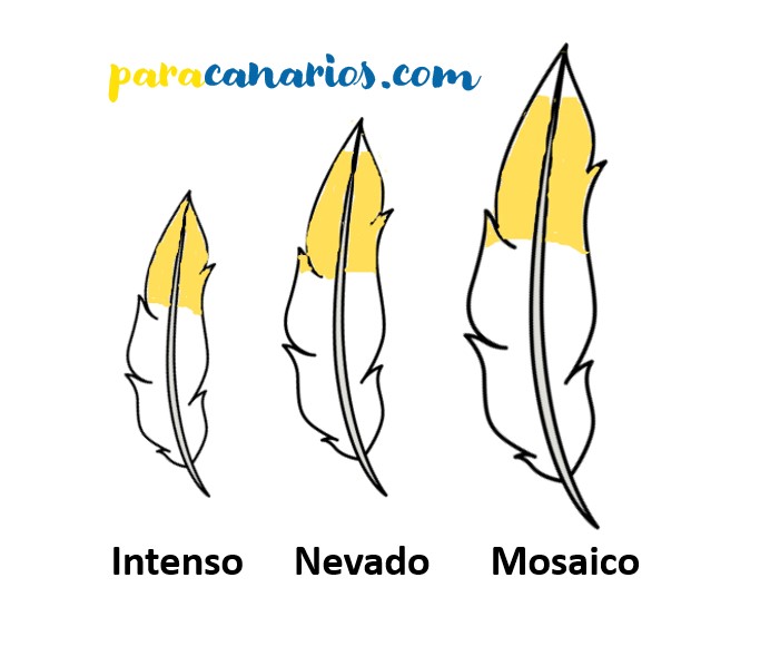 categorias color canarios intenso nevado mosaico